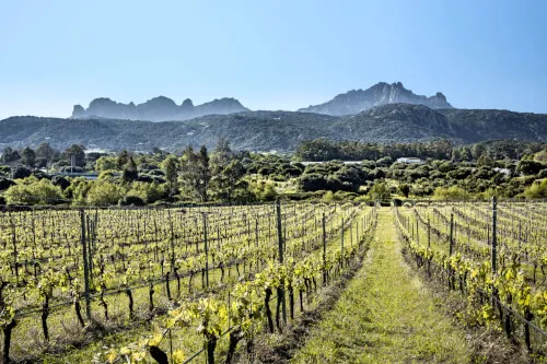 Vineyard landscape in Sardinia with mountains in the background.